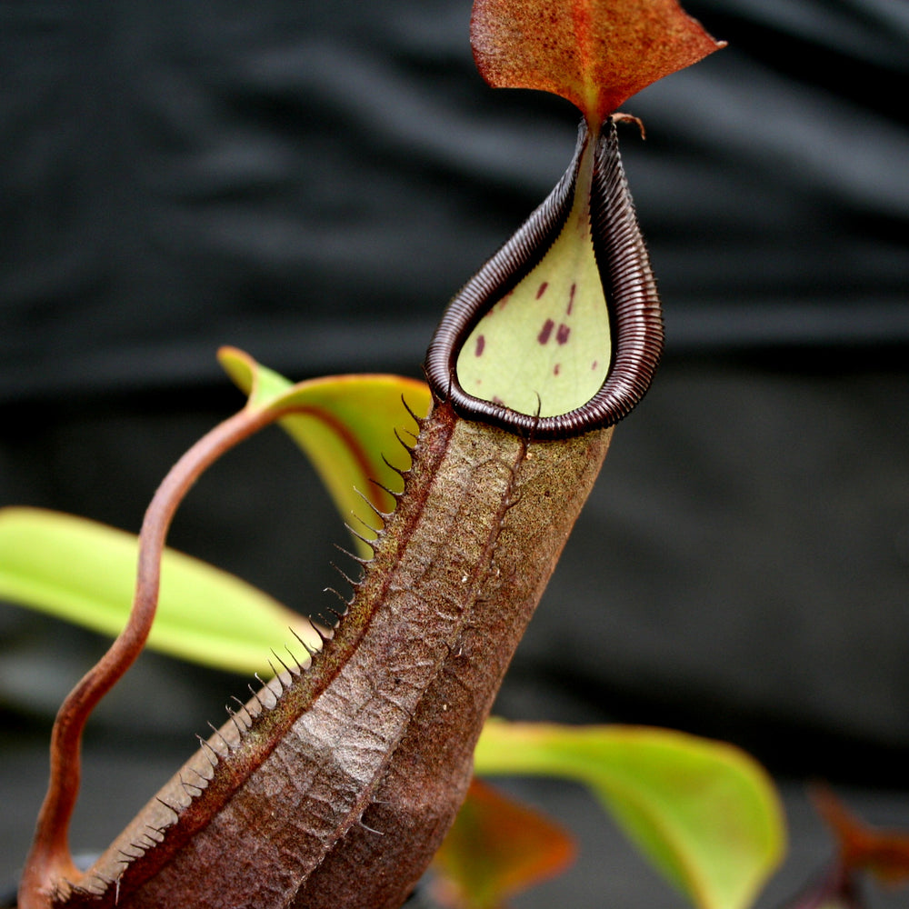 
                      
                        Nepenthes maxima x ramispina, BE-3740
                      
                    