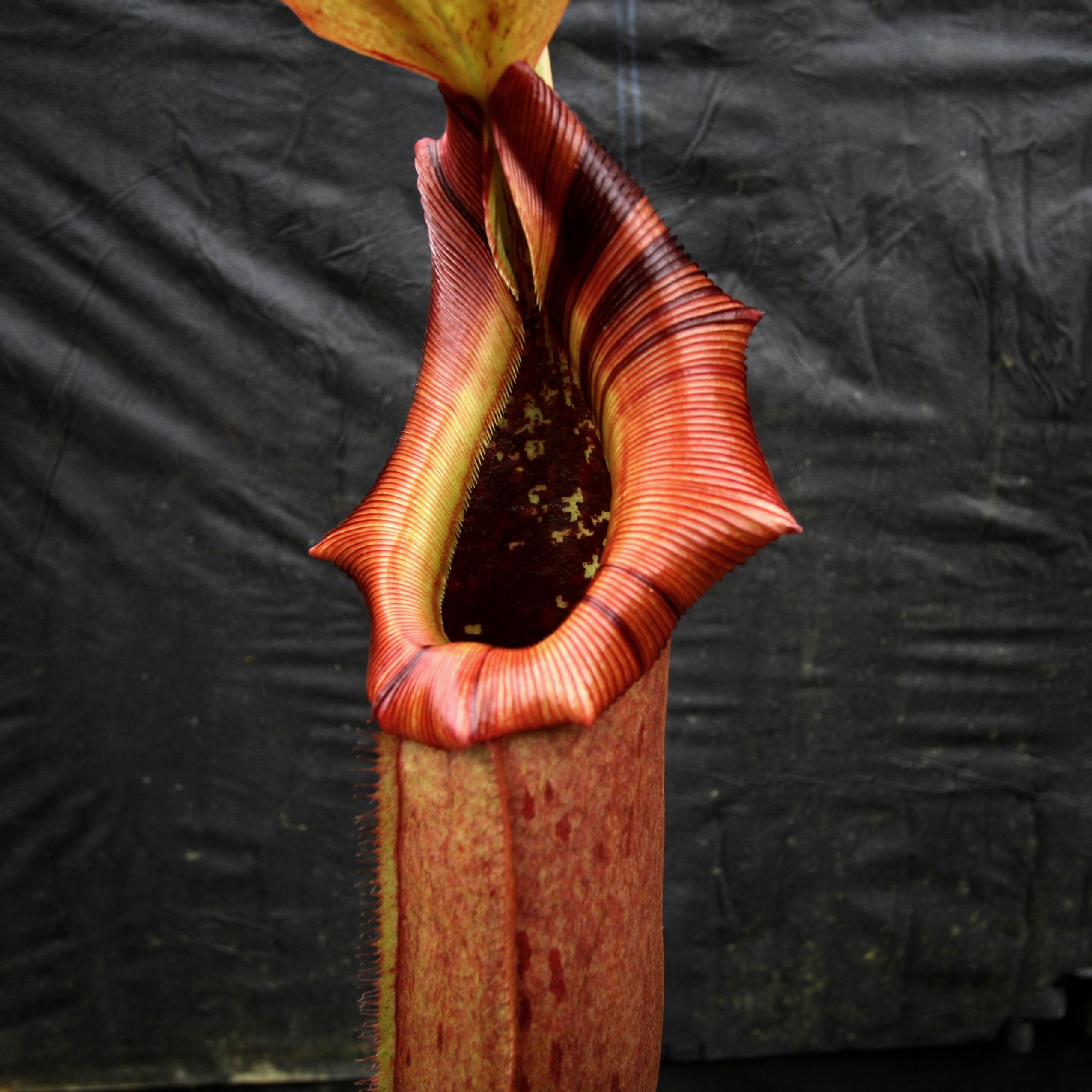 Nepenthes burkei x robcantleyi, BE-3752 – Carnivero