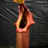 Nepenthes burkei x robcantleyi, BE-3752