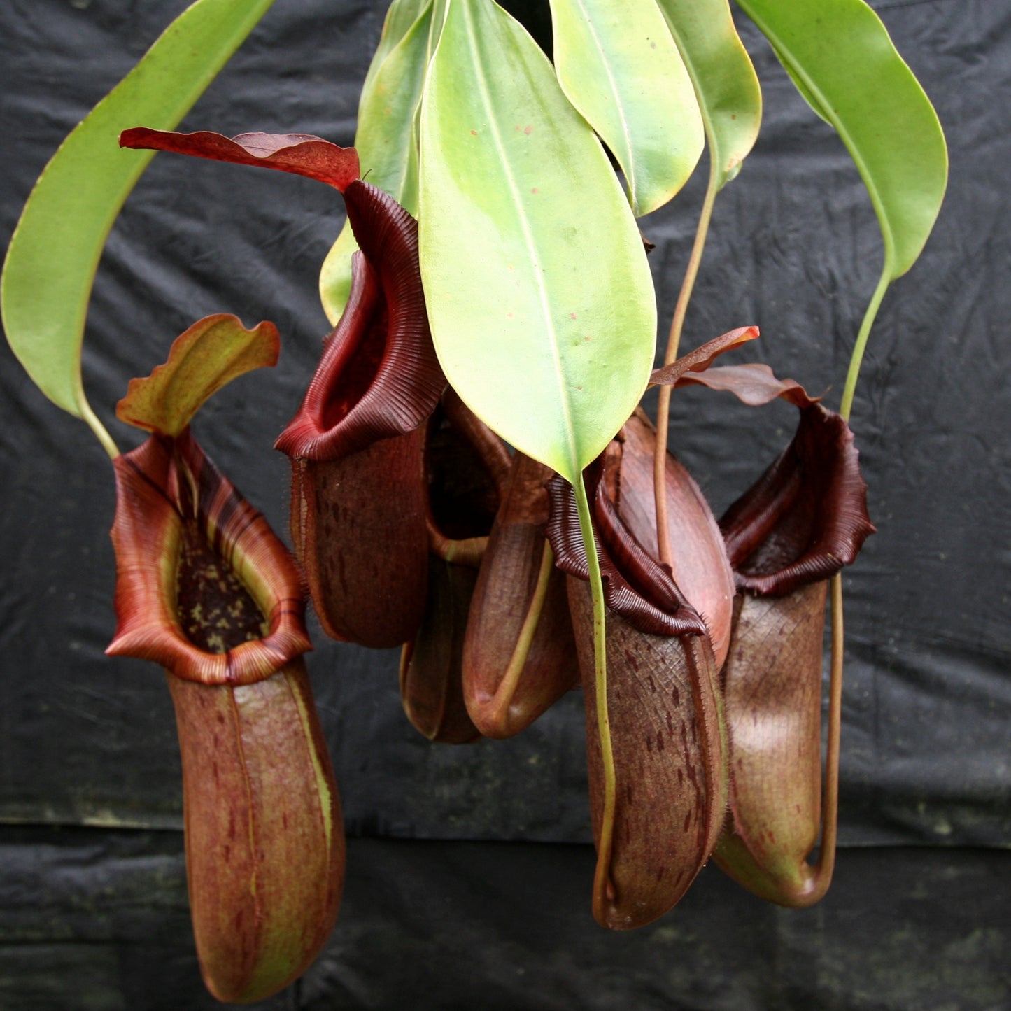 Nepenthes burkei x robcantleyi, BE-3752