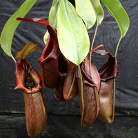 Nepenthes burkei x robcantleyi, BE-3752