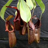 Nepenthes burkei x robcantleyi, BE-3752