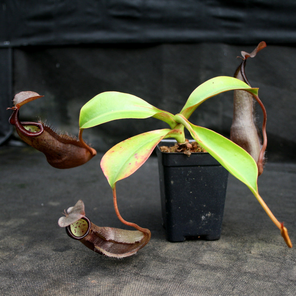 
                      
                        Nepenthes maxima x ramispina, BE-3740
                      
                    