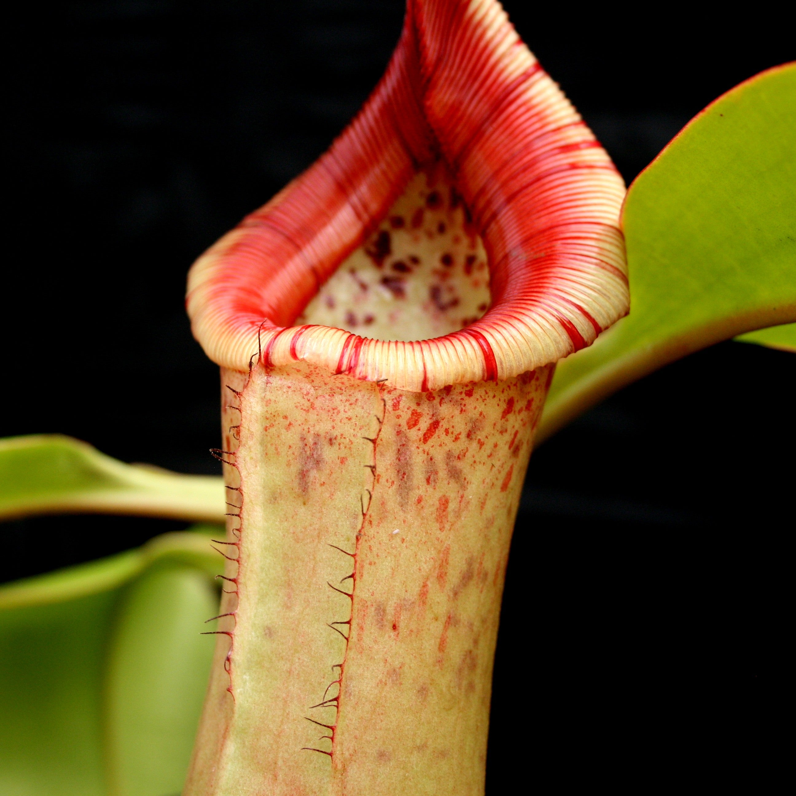 Nepenthes sibuyanensis 