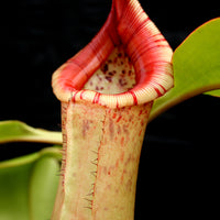 Nepenthes sibuyanensis "Patches" x truncata (c) - Giant, CAR-0029