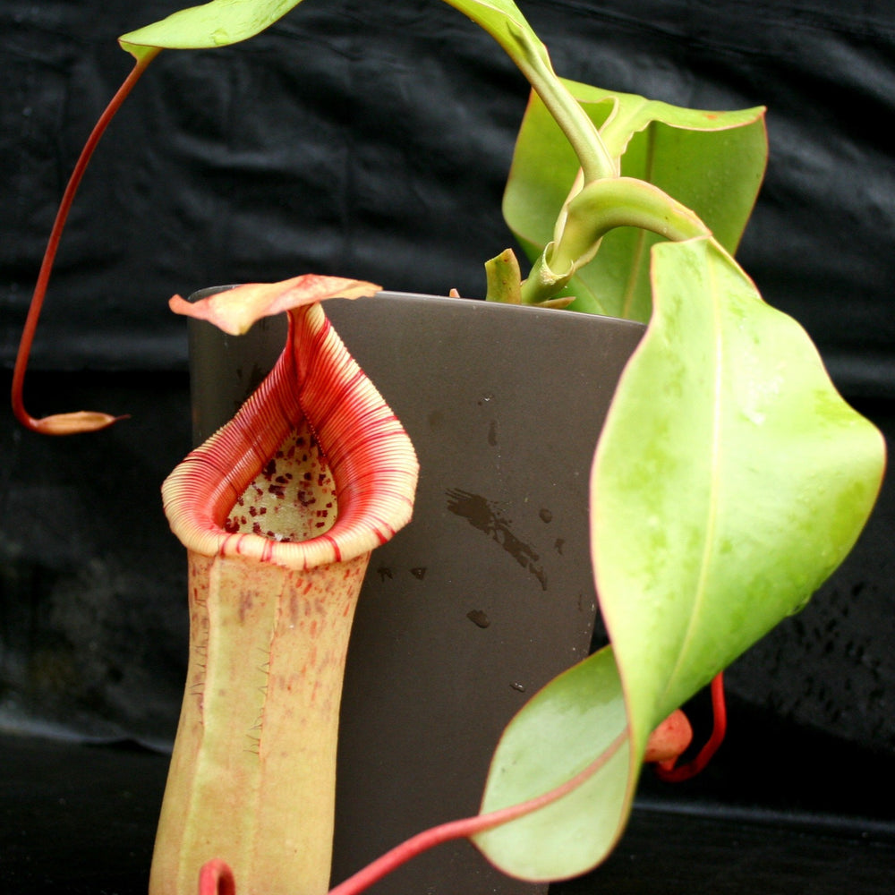 
                      
                        Nepenthes sibuyanensis "Patches" x truncata (c) - Giant, CAR-0029
                      
                    