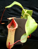 Nepenthes sibuyanensis "Patches" x truncata (c) - Giant, CAR-0029