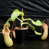 Nepenthes sibuyanensis "Patches" x truncata (c) - Giant, CAR-0029