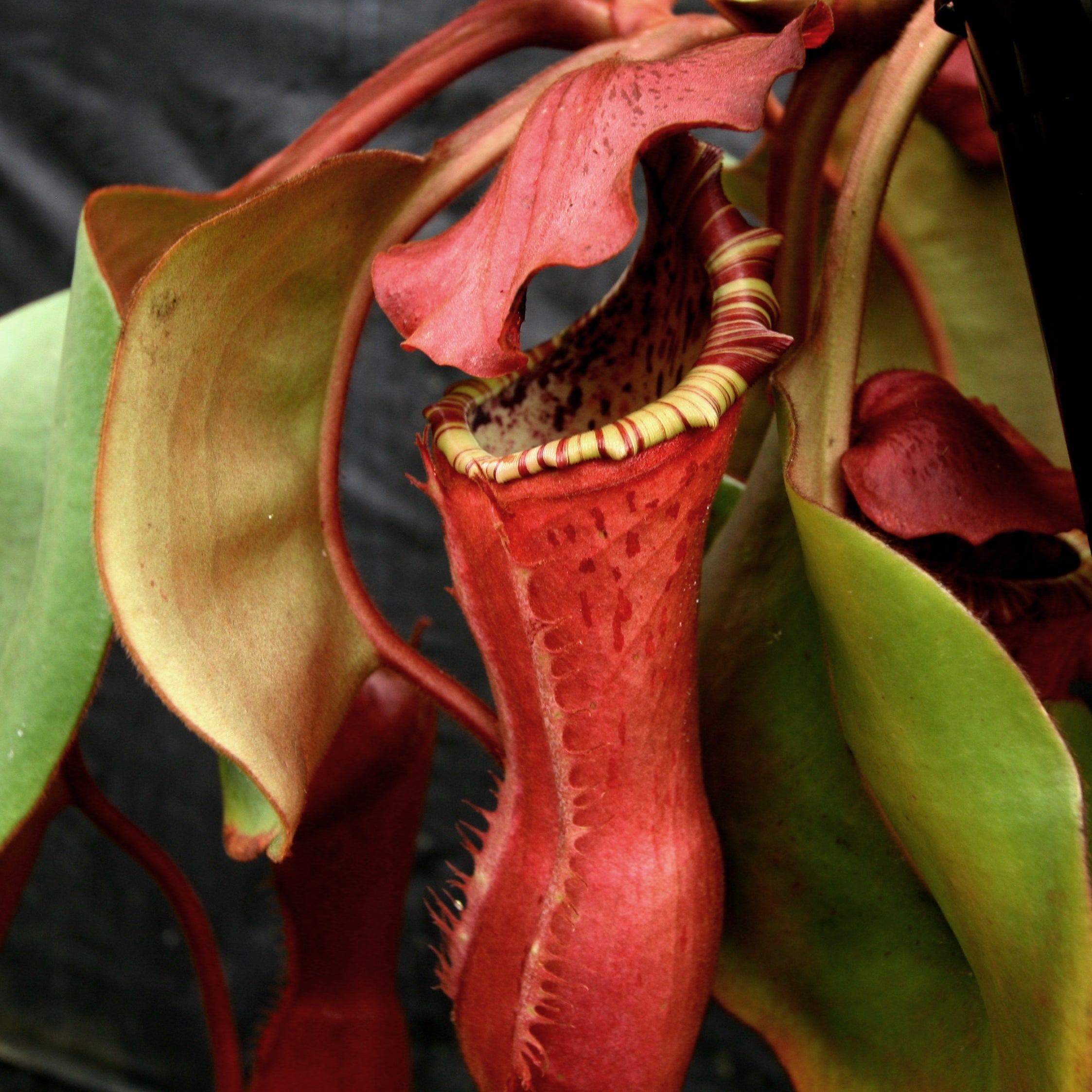 Nepenthes Song of Melancholy x clipeata – Carnivero