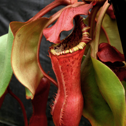 Close-up of Nepenthes Song of Melancholy x clipeata pitcher with red tubular body and striped peristome