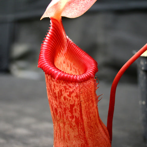 Close-up of a bright red Nepenthes pitcher with a ribbed peristome against a neutral background.