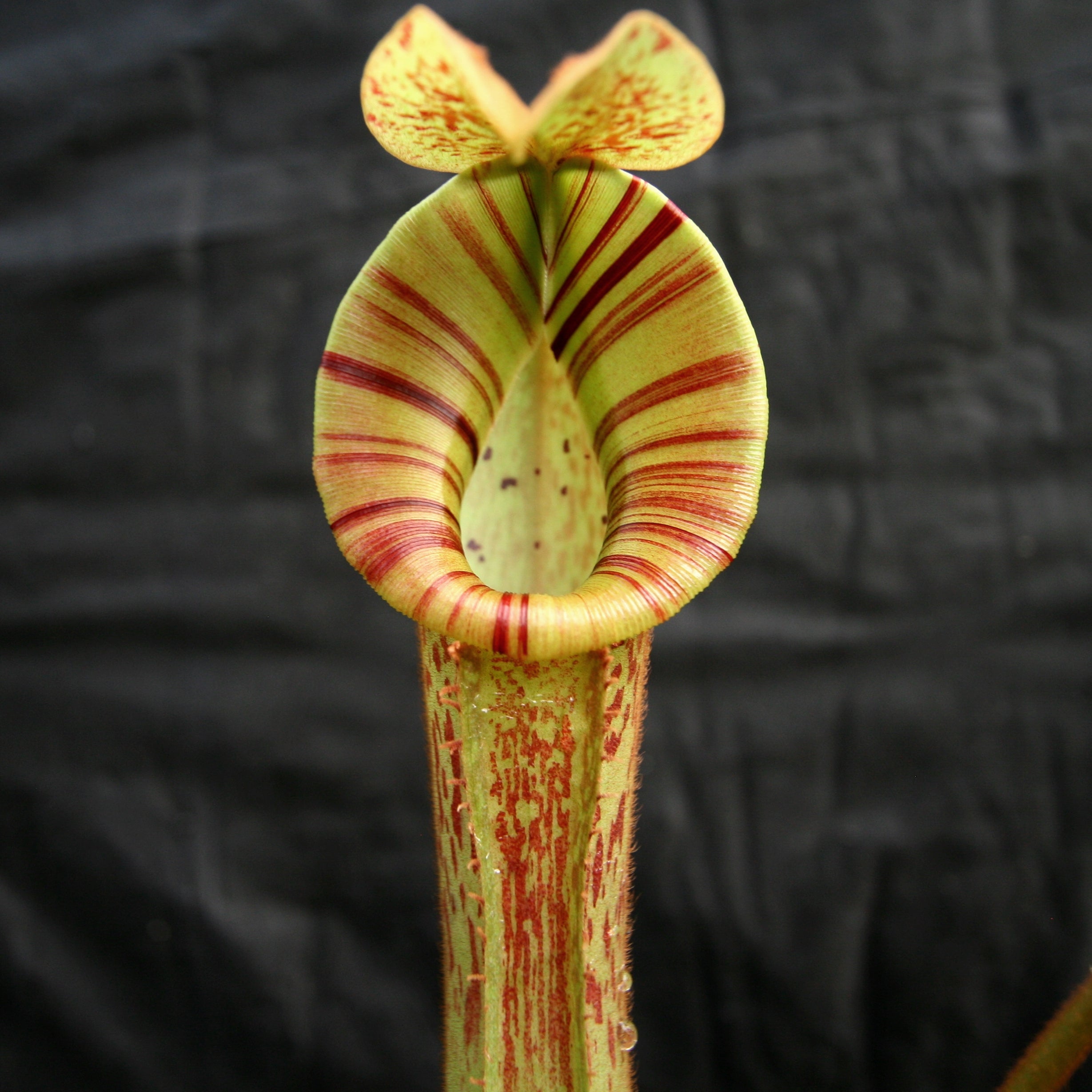 Nepenthes [(lowii x veitchii) x boschiana]-yellow x