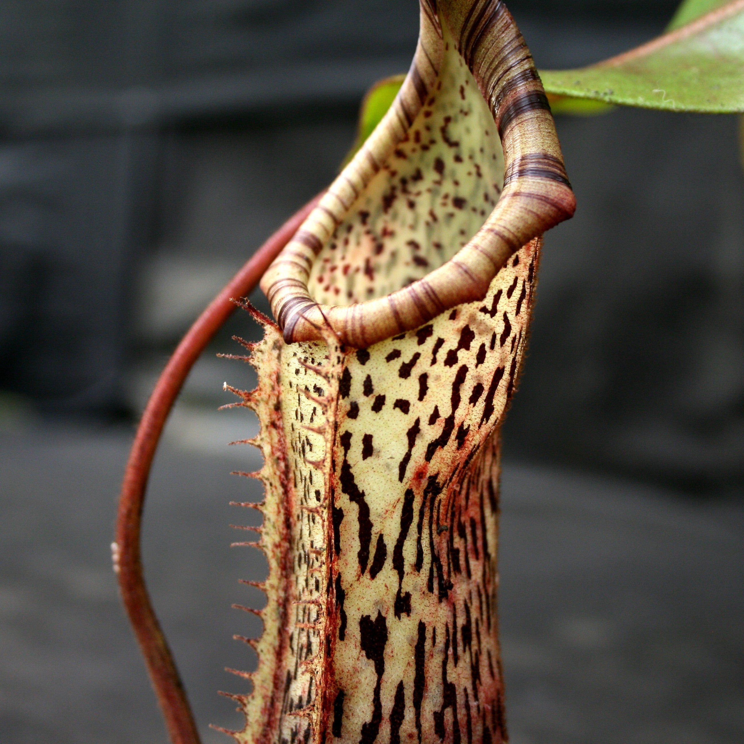 Nepenthes burbidgeae x platychila BE-3886 – Carnivero