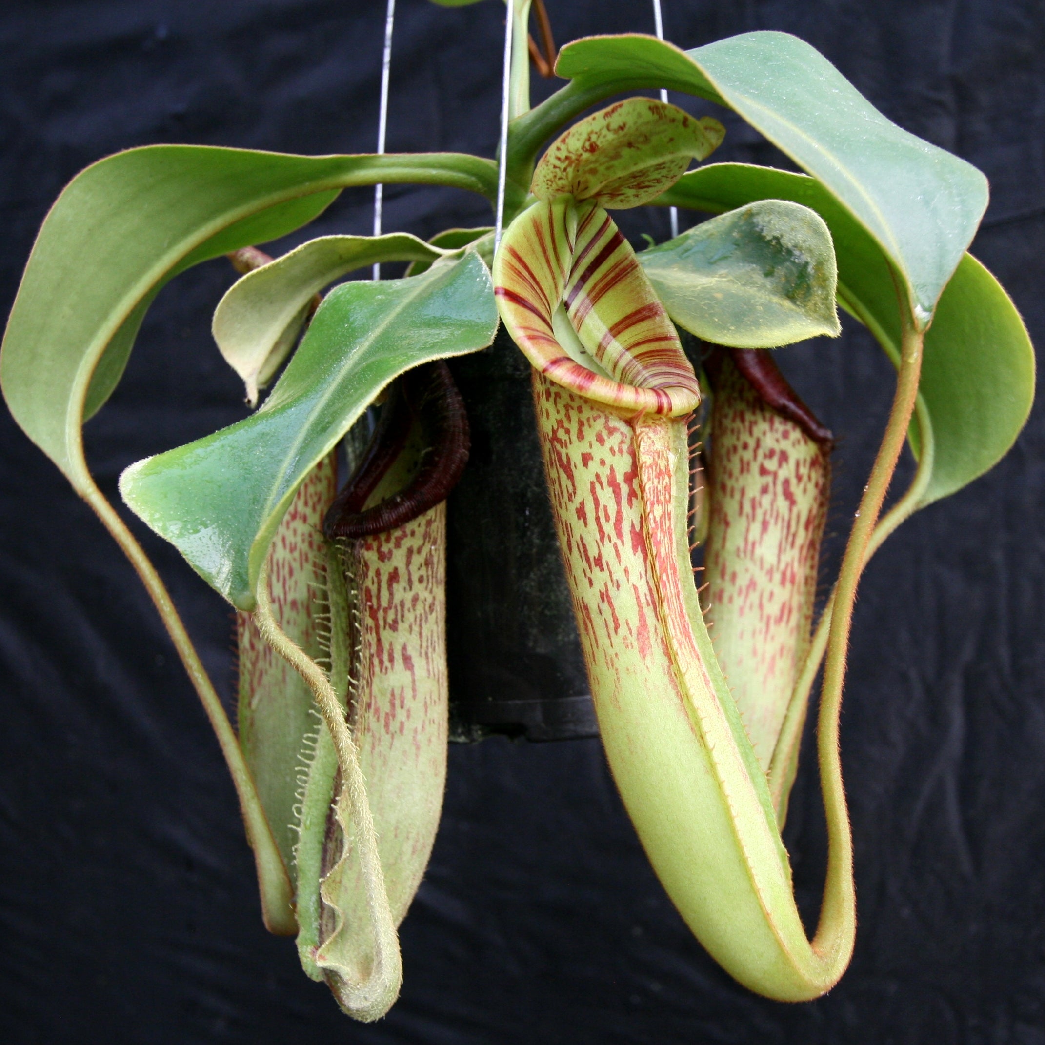 Nepenthes [(lowii x veitchii) x boschiana]-yellow x platychila