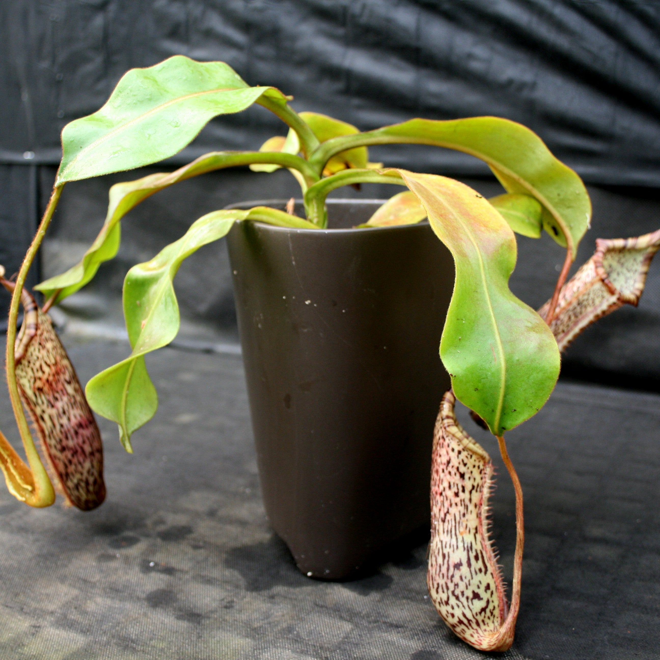 Nepenthes burbidgeae x platychila BE-3886 – Carnivero