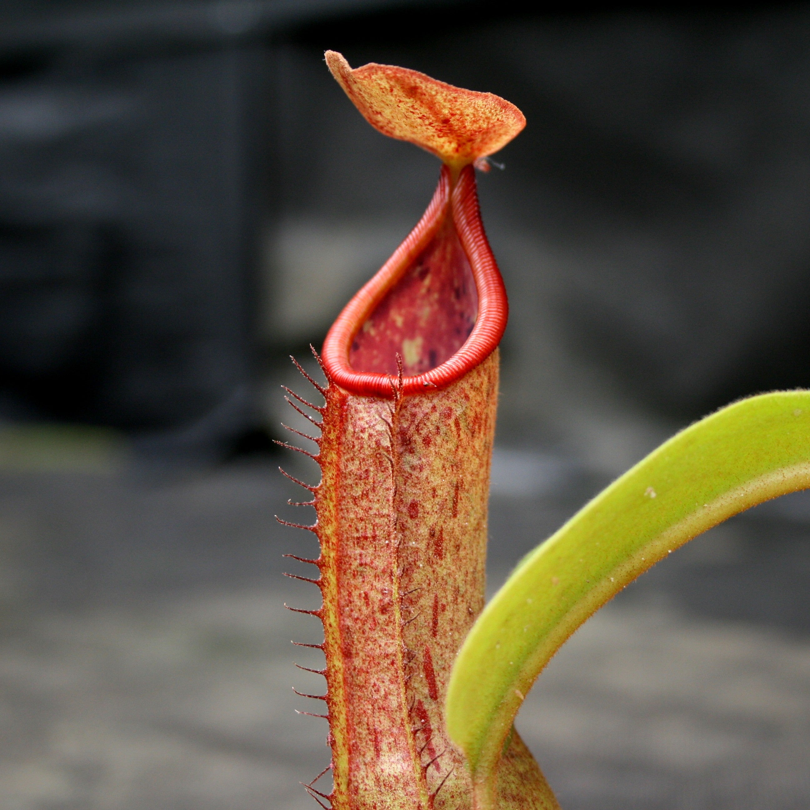 Nepenthes alata x truncata, CAR-0003 – Carnivero