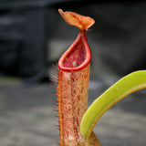 Nepenthes alata x truncata, CAR-0003