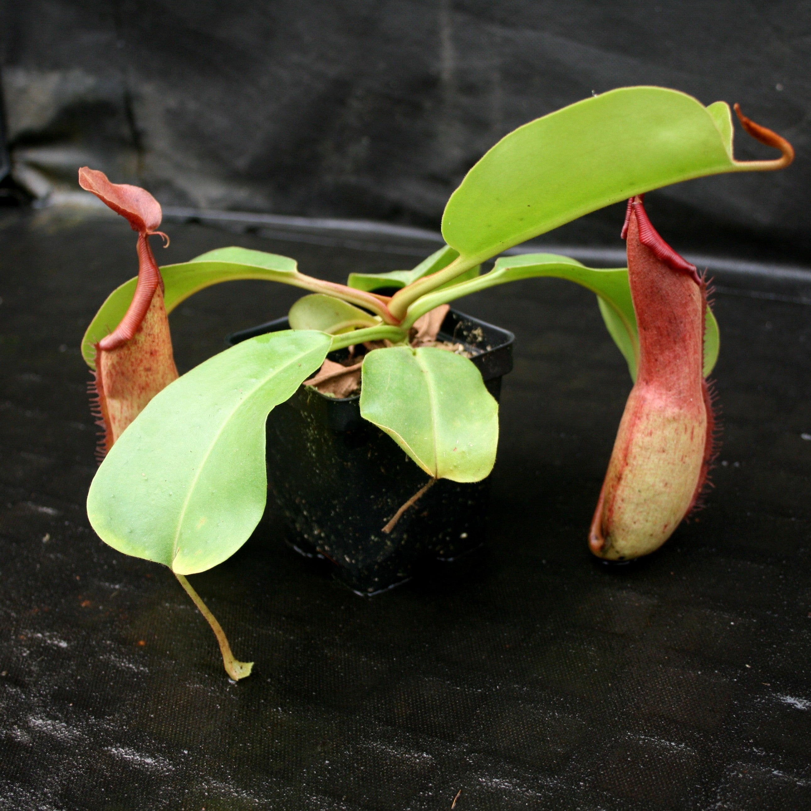 Nepenthes alata x truncata, CAR-0003 – Carnivero