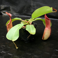 Nepenthes alata x truncata, CAR-0003