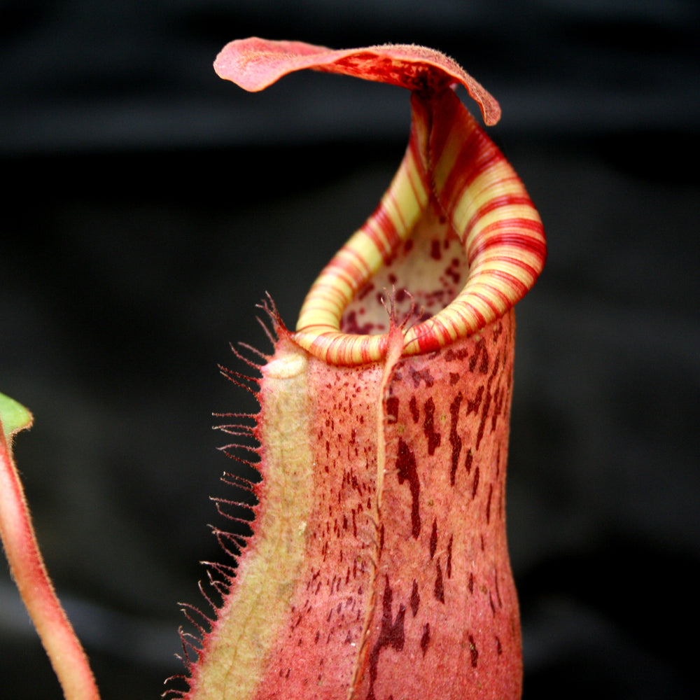 
                      
                        Nepenthes Song of Melancholy x [(lowii x veitchii) x boschiana]-white, CAR-0024
                      
                    