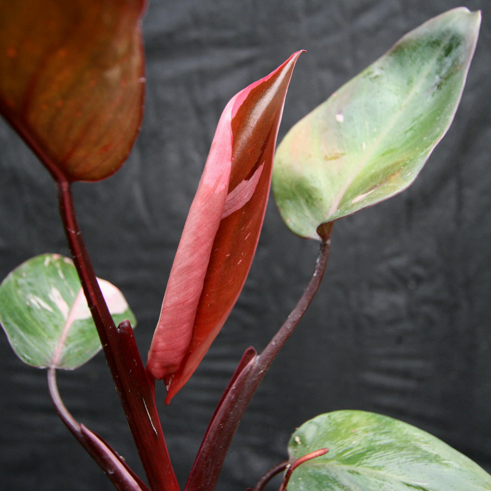 
                      
                        Philodendron 'Pink Princess'
                      
                    