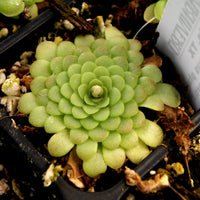 Pinguicula 'Hanka'