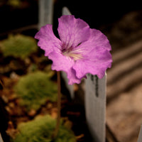 Pinguicula 'Hanka'