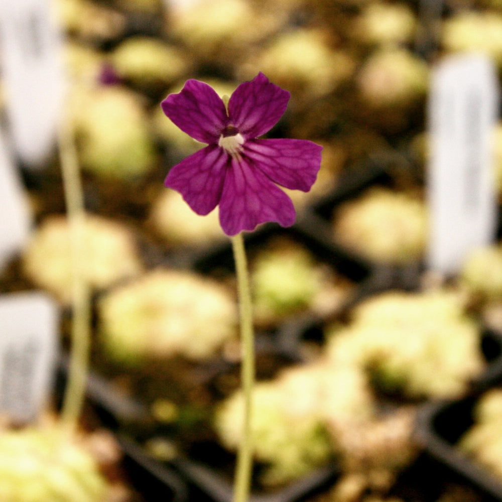 
                      
                        Pinguicula 'Seductora' Butterwort with small green leaves with pink edges, purple flower, easy to grow, carnivorous plant, gnat eating plant, house plant, collectors plant
                      
                    