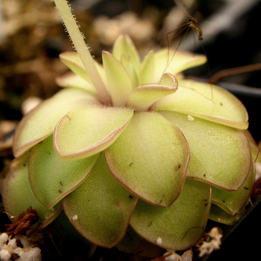 
                      
                        Pinguicula 'Seductora' Butterwort with small green leaves with pink edges, purple flower, easy to grow, carnivorous plant, gnat eating plant, house plant, collectors plant
                      
                    