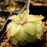 Pinguicula 'Seductora' Butterwort with small green leaves with pink edges, purple flower, easy to grow, carnivorous plant, gnat eating plant, house plant, collectors plant