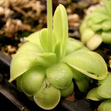Pinguicula 'Golden Eye'