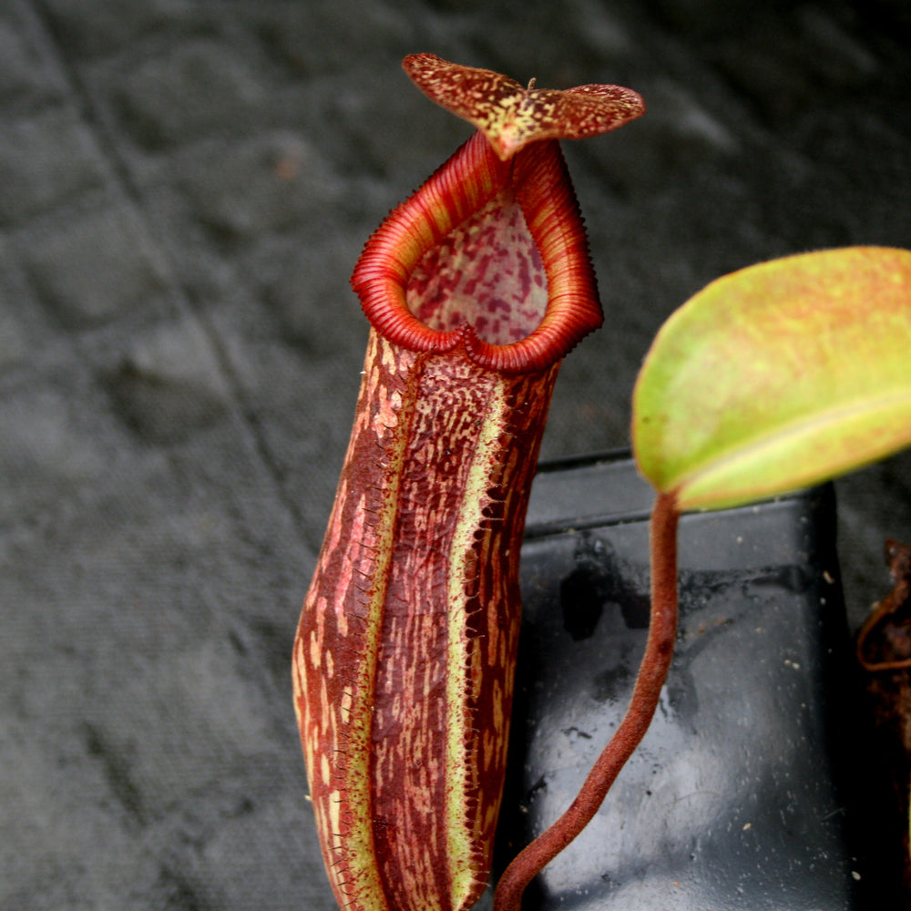
                      
                        Nepenthes maxima x Trusmadiensis
                      
                    