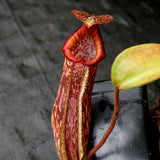 Nepenthes maxima x Trusmadiensis