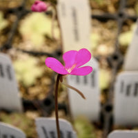 Pinguicula ehlersiae 'Victoria'