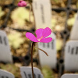 Pinguicula ehlersia 'Victoria' mexican butterwort pink purple flower delicate with yellow center, Butterwort, carnivorous plant, gnat eating plant, beginner plant, fungus gnat eating plant, easy to grow, ping, Mexican butterwort, ping plant