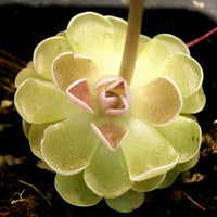 Pinguicula ehlersiae 'Victoria'