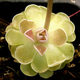 Pinguicula ehlersiae 'Victoria'