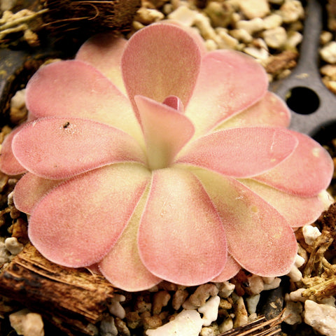 Pinguicula Johanna butterwort rosette with pink rounded leaves in soil