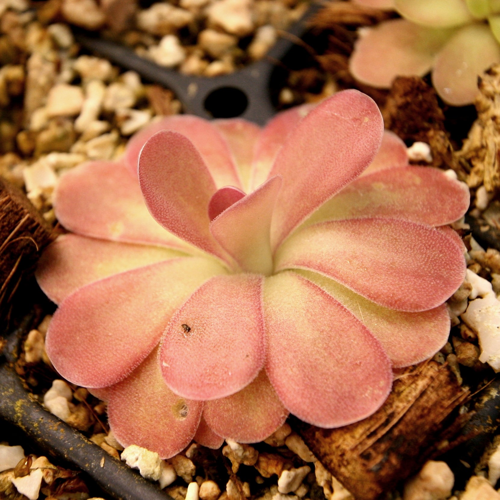Anthurium FTG crystallinum x red crystallinum - NSE – Carnivero