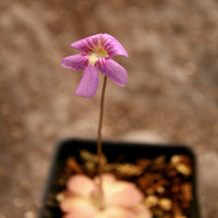 Pinguicula 'Johanna'