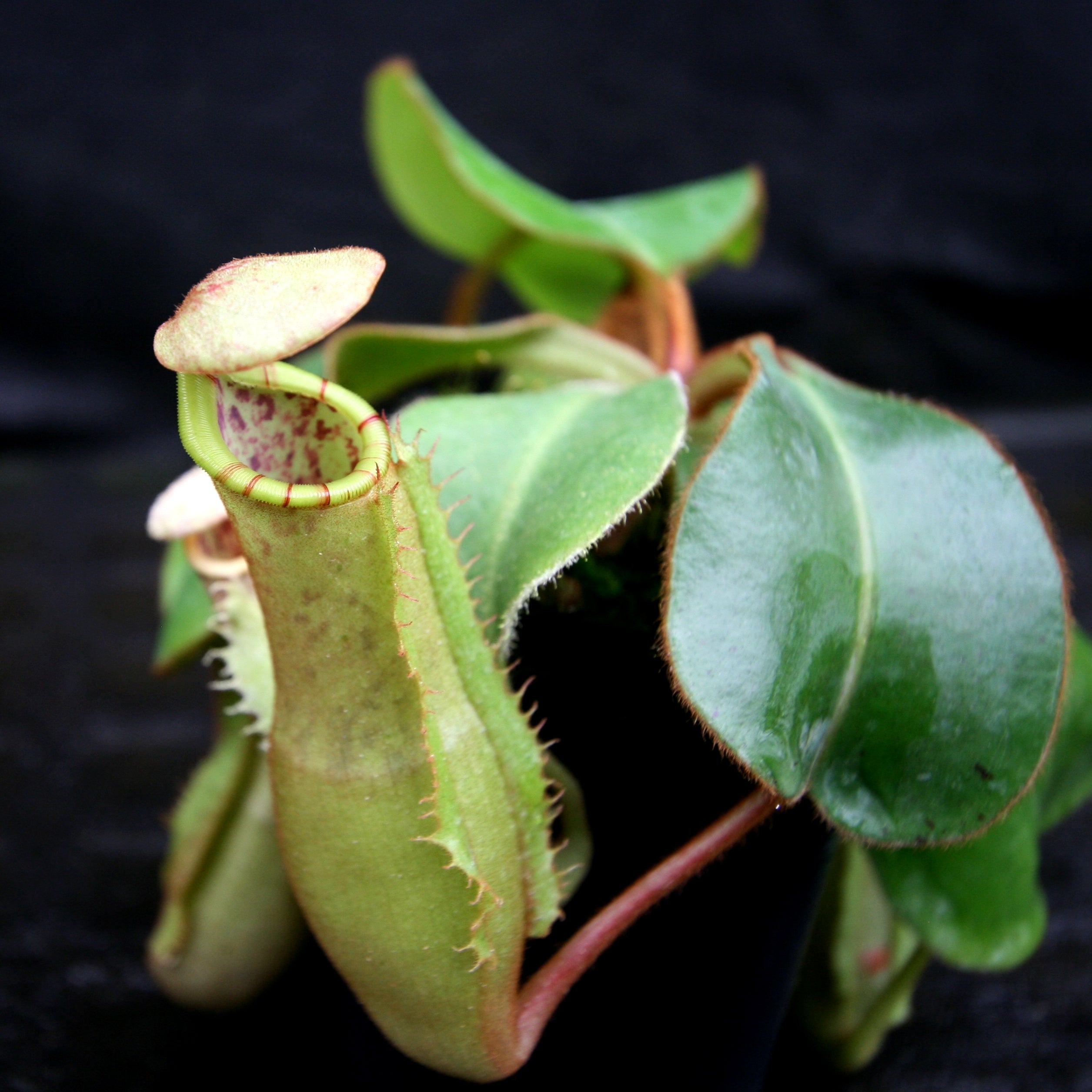 Nepenthes veitchii x clipeata, CAR-0128 – Carnivero