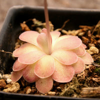 Pinguicula 'Johanna'