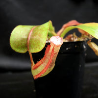 Nepenthes veitchii x clipeata, CAR-0128