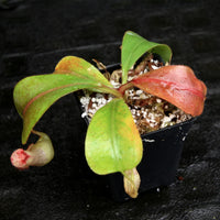 Nepenthes veitchii x clipeata, CAR-0128