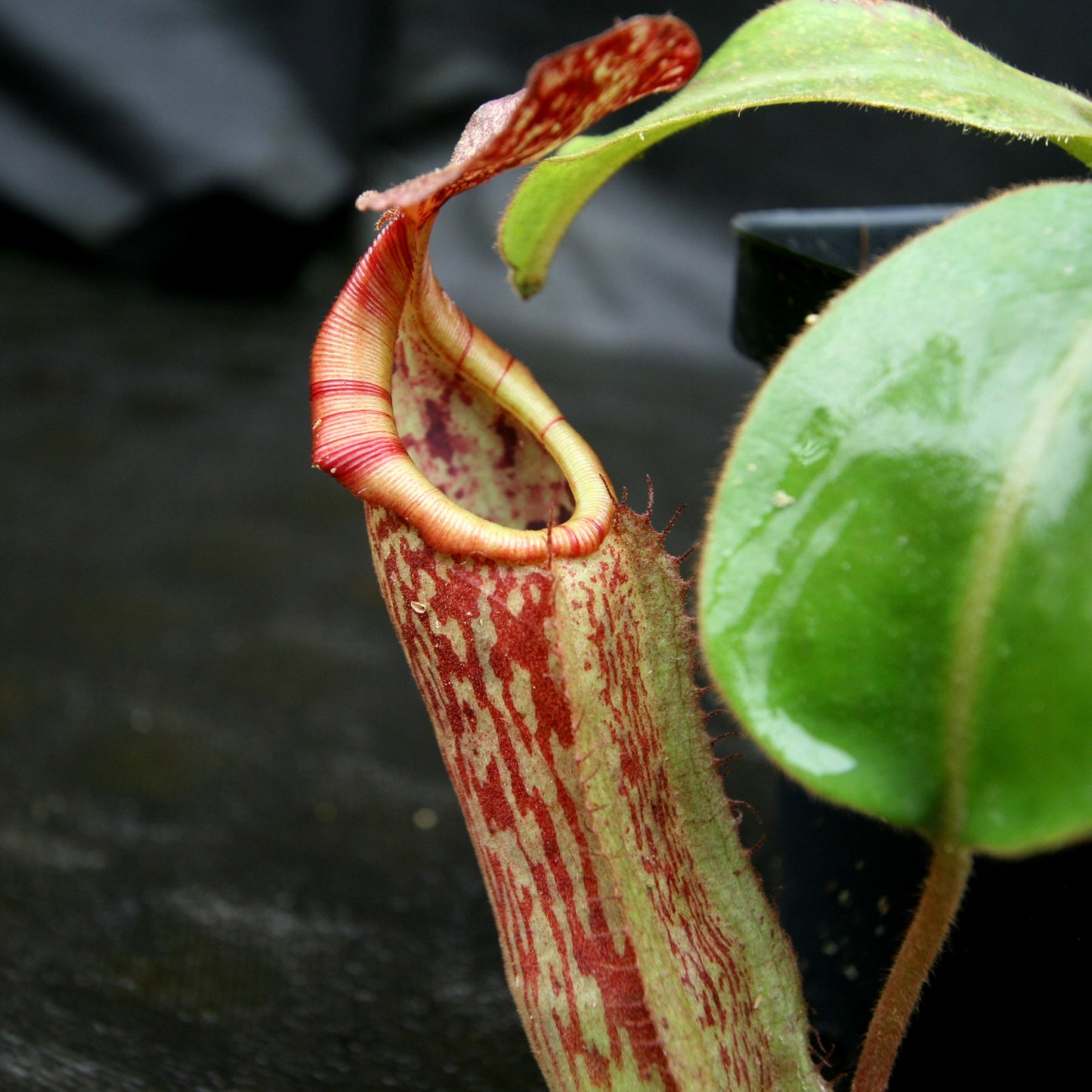 Nepenthes veitchii JB x boschiana JB, CAR-0148, pitcher plant, carnivorous plant, collectors plant, large pitchers, rare plants