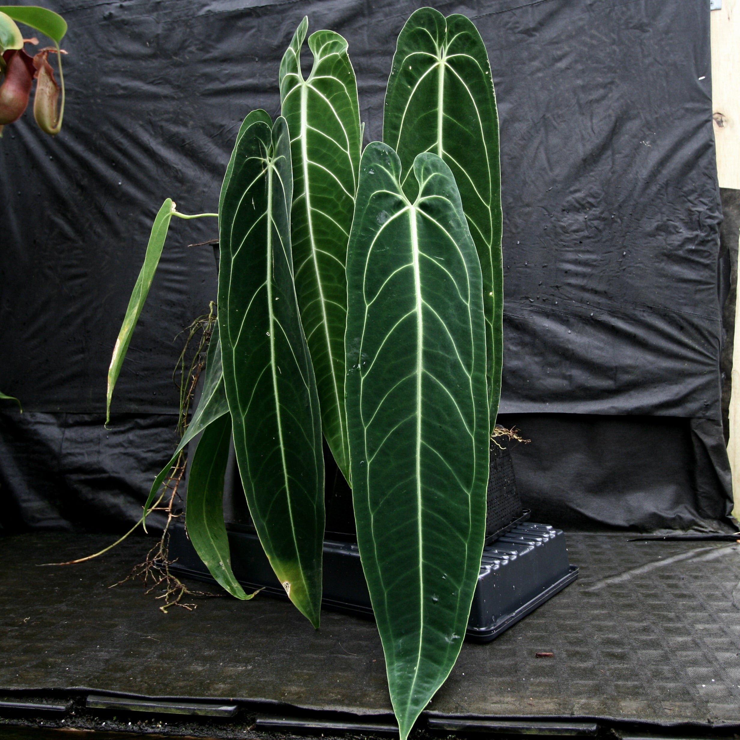 anthurium warocqueanum narrow dark Anthurium warocqueanum, Queen Anthurium