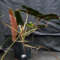 Philodendron atabapoense