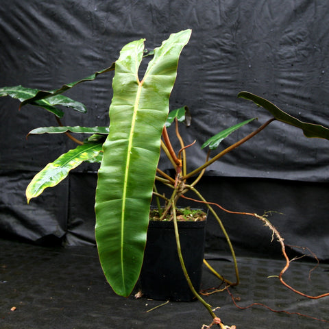 Philodendron atabapoense with glossy elongated leaves and a pale central vein in a black pot.
