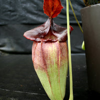 Nepenthes spathulata x jacquelineae