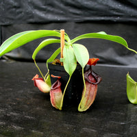 Nepenthes spathulata x jacquelineae